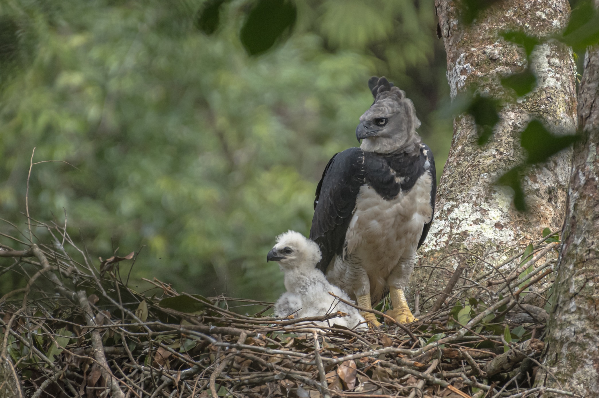 Harpy Eagle: Into the Wild Photography Expedition